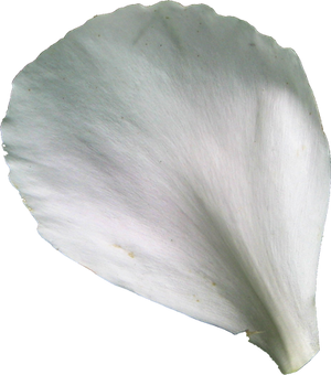 SeekPng.com_rose-petal-png_1533396 - EDRÉE